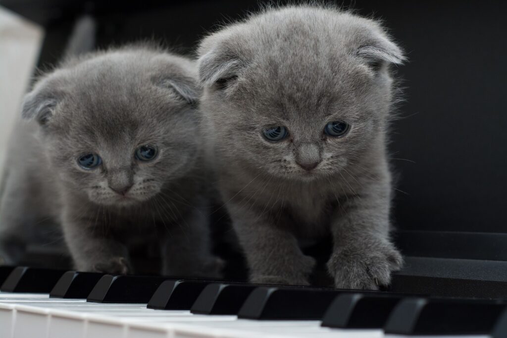 ピアノをしながら猫と暮らすには?おすすめグッズも紹介します